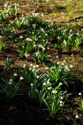 Leucojum vernum - bledule jarní (119) - lokalita U pěti dubů